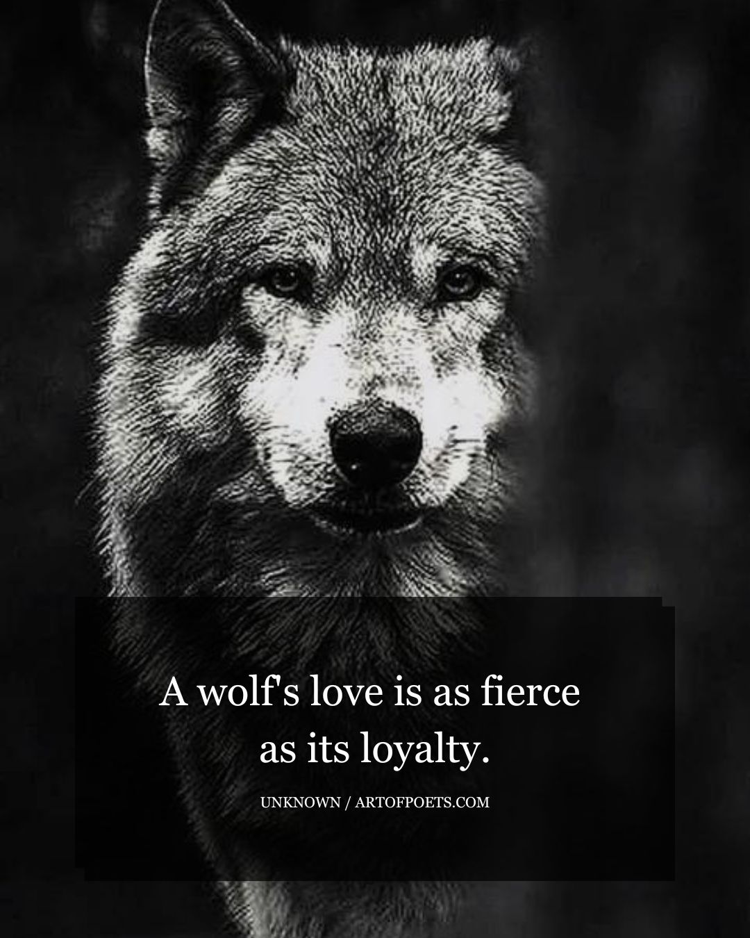 A wolfs love is as fierce as its loyalty