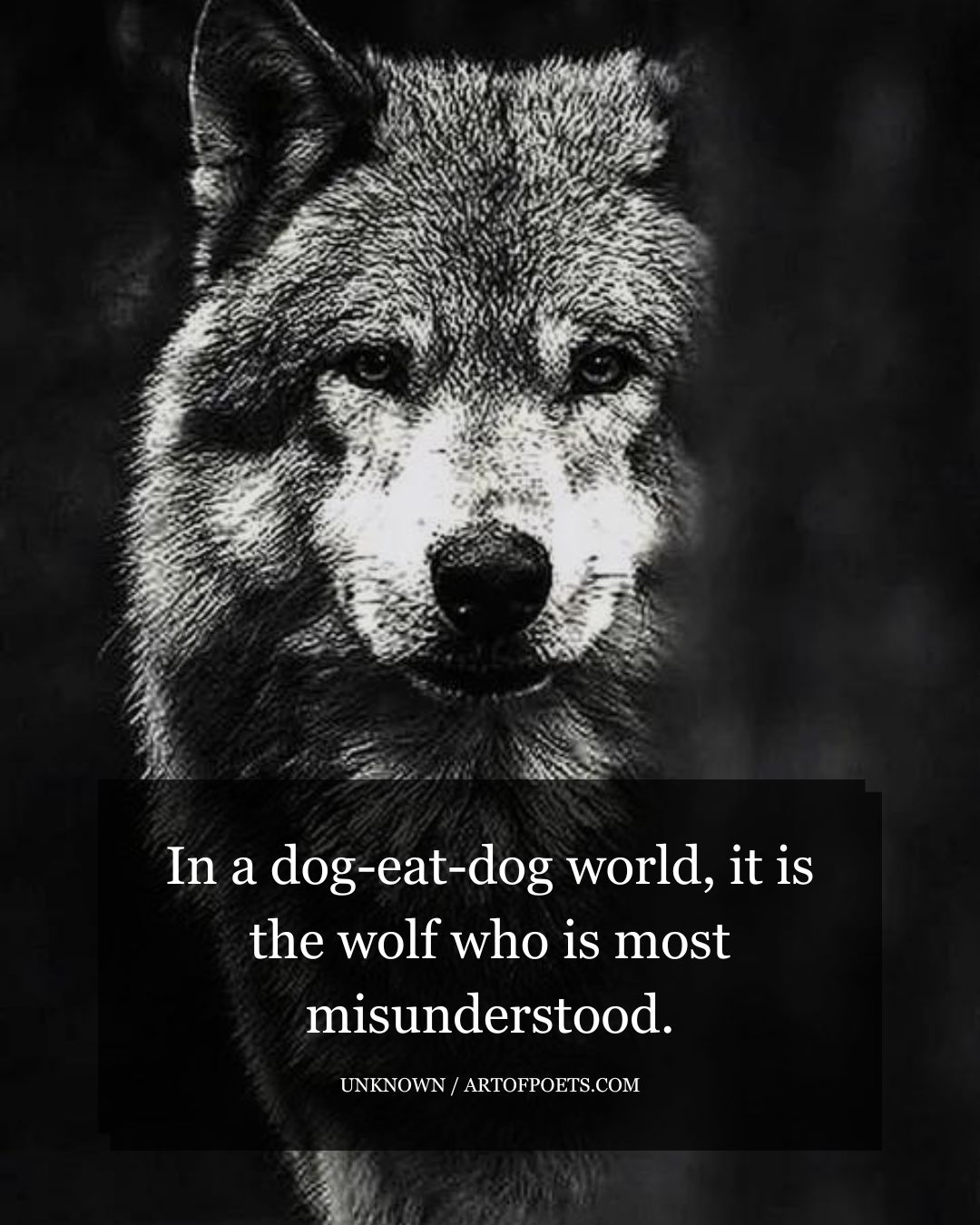 In a dog eat dog world it is the wolf who is most misunderstood