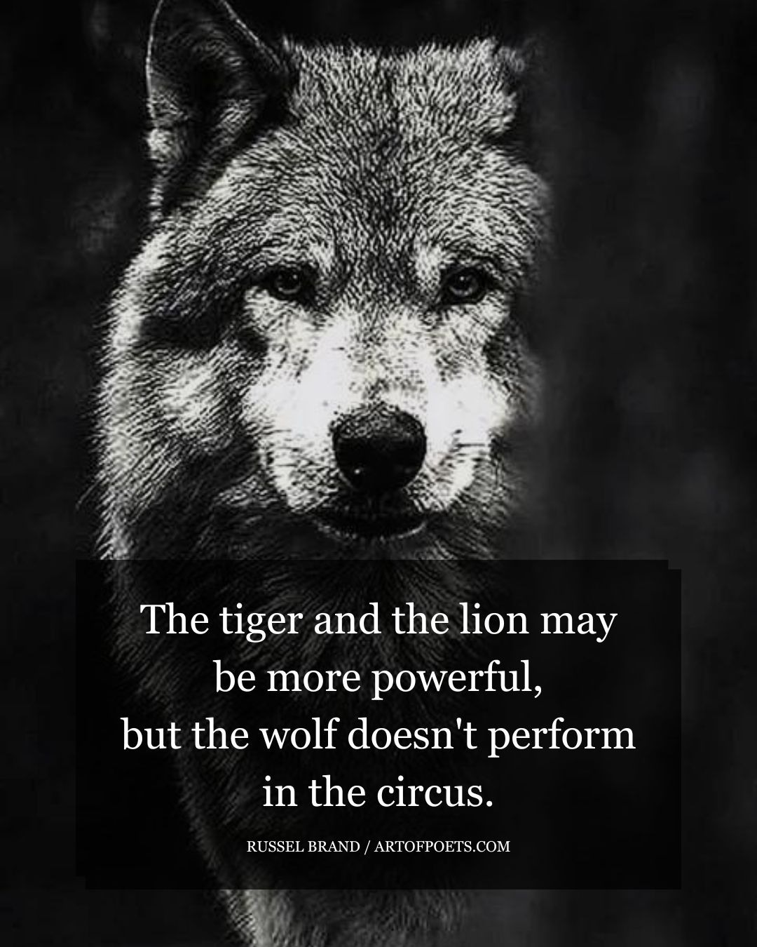 The tiger and the lion may be more powerful but the wolf doesnt perform in the circus