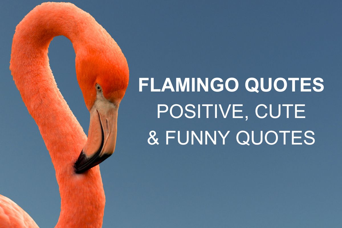 Positive, Cute & Funny Flamingo Quotes