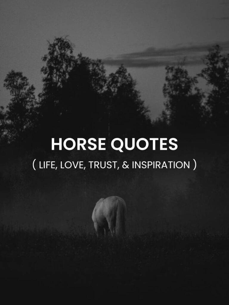 Horse Quotes Featured Image