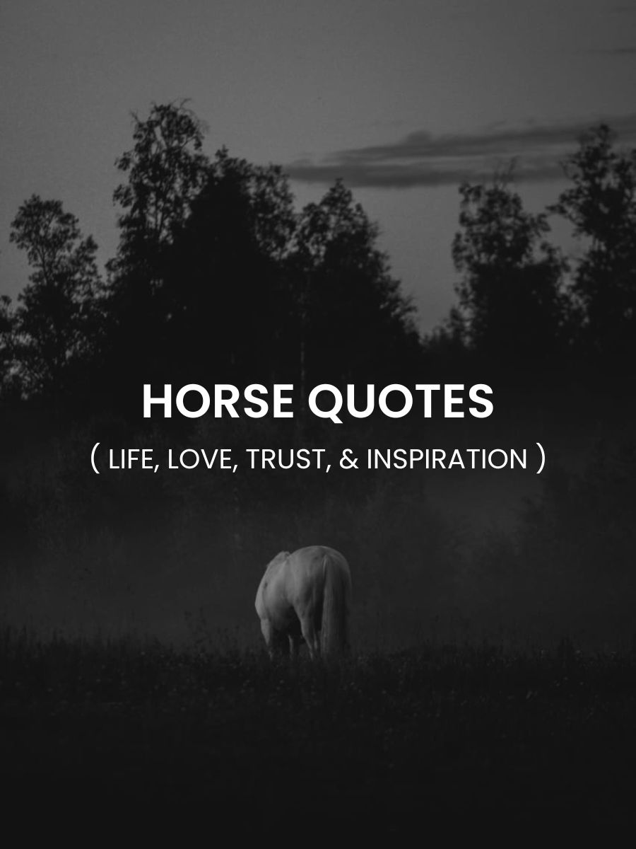 Horse Quotes Featured Image