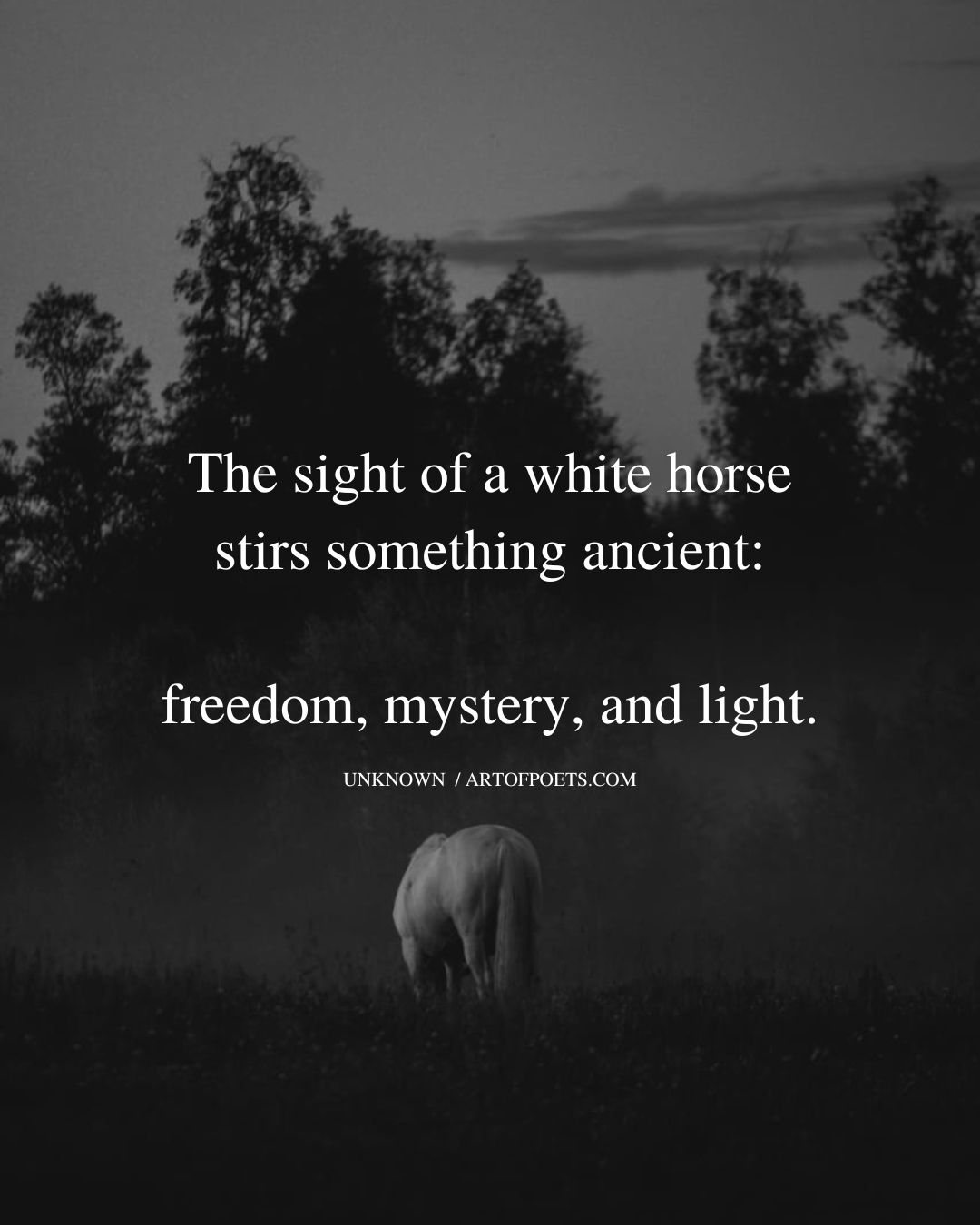 The sight of a white horse stirs something ancient freedom mystery and light